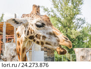 Жираф Ротшильда (Giraffa camelopardalis rothschildi) в зоопарке Ростова-на-Дону (2015 год). Стоковое фото, фотограф Алёшина Оксана / Фотобанк Лори