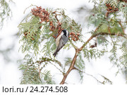 Московка. Coal Tit (Parus ater). Стоковое фото, фотограф Василий Вишневский / Фотобанк Лори