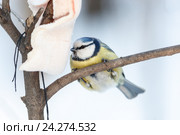 Лазоревка обыкновенная. Blue tit (Parus caeruleus). Стоковое фото, фотограф Василий Вишневский / Фотобанк Лори