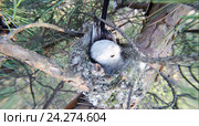 Гнездо. Синица длиннохвостая, Aegithalos caudatus. The nest of the Long-tailed Tit in nature. Стоковое фото, фотограф Василий Вишневский / Фотобанк Лори