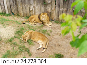 Лев и львица (лат. Panthera leo) — хищное млекопитающее рода пантер (Panthera), подсемейство больших кошек (Pantherinae) в составе семейства кошачьих (Felidae) - в зоопарке "Сказка". Ялта, Крым, Россия. Стоковое фото, фотограф Наталья Гармашева / Фотобанк Лори