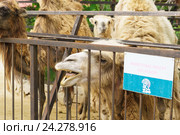 Верблюды (лат. Camelus) — млекопитающие семейства верблюдовых (Camelidae) подотряда мозоленогих (Camelidae) отряда парнокопытных (Artiodactyla) - в зоопарке "Сказка". Ялта, Крым, Россия (2016 год). Редакционное фото, фотограф Наталья Гармашева / Фотобанк Лори