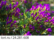 Lampranthus multiradiatus plant. Стоковое фото, фотограф Яков Филимонов / Фотобанк Лори