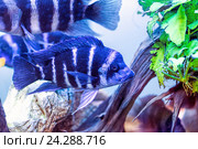 Разноцветные малавийские цихлиды. Рыбы из рода Cynotilapia. Стоковое фото, фотограф Евгений Ткачёв / Фотобанк Лори