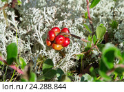 Толокнянка обыкновенная (лат. Arctostaphylos uva-ursi), медвежье ушко, на фоне ягеля. Стоковое фото, фотограф Елена Коромыслова / Фотобанк Лори