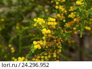 acacia truncata blossom. Стоковое фото, фотограф Яков Филимонов / Фотобанк Лори