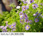 Брахикома (Brachycome) Стоковое фото, фотограф Охотникова Екатерина *Фототуристы* / Фотобанк Лори