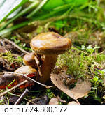 Свинушка (Paxillus) в природе. Стоковое фото, фотограф Охотникова Екатерина *Фототуристы* / Фотобанк Лори