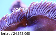 Морской риф - фиолетовая актиния и рыбы-клоуны Amphiprion ocellaris. Стоковое видео, видеограф Евгений Ткачёв / Фотобанк Лори