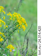 Якобея обыкновенная или Крестовник Якова ( лат. Jacobaea vulgaris, Senecio jacobaea L.). Дикорастущее ядовитое, лекарственное растение Сибири. Стоковое фото, фотограф Евгений Мухортов / Фотобанк Лори