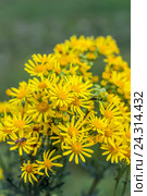 Якобея обыкновенная или Крестовник Якова ( лат. Jacobaea vulgaris, Senecio jacobaea L.). Дикорастущее ядовитое, лекарственное растение Сибири. Стоковое фото, фотограф Евгений Мухортов / Фотобанк Лори