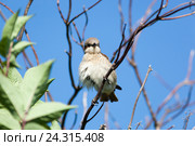 Сорокопут-жулан, Lanius collurio. The nest of the Common Shrike in nature. Стоковое фото, фотограф Василий Вишневский / Фотобанк Лори
