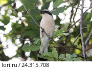 Сорокопут-жулан, Lanius collurio. Стоковое фото, фотограф Василий Вишневский / Фотобанк Лори