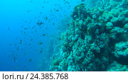 Большой косяк красочных рыб Голди (Pseudanthias squamipinnis) возле рифа на глубине, Красное море, Шарм-эль-Шейх, Синайский полуостров, Египет. Стоковое видео, видеограф Некрасов Андрей / Фотобанк Лори
