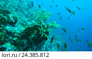 Большой косяк красочных рыб Голди (Pseudanthias squamipinnis) возле рифа на глубине, Красное море, Шарм-эль-Шейх, Синайский полуостров, Египет. Стоковое видео, видеограф Некрасов Андрей / Фотобанк Лори