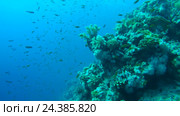 Большой косяк красочных рыб Голди (Pseudanthias squamipinnis) возле рифа на глубине, Красное море, Шарм-эль-Шейх, Синайский полуостров, Египет. Стоковое видео, видеограф Некрасов Андрей / Фотобанк Лори