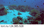 Подводный пейзаж с рифами, Красное море, Шарм-эль-Шейх, Синайский полуостров, Египет. Стоковое видео, видеограф Некрасов Андрей / Фотобанк Лори