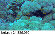 Подводный пейзаж с рифами, Красное море, Шарм-эль-Шейх, Синайский полуостров, Египет. Стоковое видео, видеограф Некрасов Андрей / Фотобанк Лори