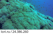 Подводный пейзаж с рифами, Красное море, Шарм-эль-Шейх, Синайский полуостров, Египет. Стоковое видео, видеограф Некрасов Андрей / Фотобанк Лори