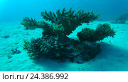 Небольшой Коралл на песчаном дне, Красное море, полуостров Синай, Египет. Стоковое видео, видеограф Некрасов Андрей / Фотобанк Лори