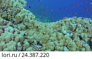 Большой косяк красочных рыб Голди (Pseudanthias squamipinnis) возле рифа на глубине, Красное море, Шарм-эль-Шейх, Синайский полуостров, Египет. Стоковое видео, видеограф Некрасов Андрей / Фотобанк Лори