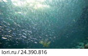Группа крылаток (Pterois volitans) охотится  в большом косяке Hardyhead Silverside (Atherinomorus lacunosus) Стоковое видео, видеограф Некрасов Андрей / Фотобанк Лори