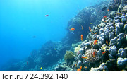 Рыбы Голди (Pseudanthias squamipinnis) возле коралловых рифов, Красное море, Дахаб, Синайский полуостров, Египет. Стоковое видео, видеограф Некрасов Андрей / Фотобанк Лори