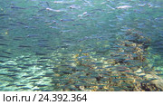 Крылатка (Pterois volitans) и Рыбы Hardyhead Silverside (Atherinomorus lacunosus) рядом с коралловыми рифами в каньоне, Красное море, Дахаб, Синайский полуостров, Египет. Стоковое видео, видеограф Некрасов Андрей / Фотобанк Лори
