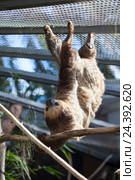 Двупалый ленивец Linnaeus Sloth висит на клетке. The Loro Parkue in Puerto de la Cruz, Tenerife, Canary, Spain. Стоковое фото, фотограф Кекяляйнен Андрей / Фотобанк Лори
