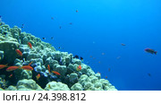 Большой косяк красочных рыб Голди (Pseudanthias squamipinnis) возле рифа на глубине, Красное море, Шарм-эль-Шейх, Синайский полуостров, Египет. Стоковое видео, видеограф Некрасов Андрей / Фотобанк Лори