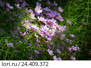 Клейтония побегоносная (Claytonia), заросли. Стоковое фото, фотограф Yuriy  Barbaruk / Фотобанк Лори