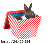 Малыш карликового голландского кролика в подарочной коробке. На белом фоне. Стоковое фото, фотограф Ирина Кожемякина / Фотобанк Лори