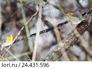 Зарянка. Robin (Erithacus rubecula). Стоковое фото, фотограф Василий Вишневский / Фотобанк Лори