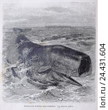 Кашелотъ (Catodon macrocephalus) - рисунок  из книги А. Брэма "Жизнь животных" 1896 г. Стоковая иллюстрация, иллюстратор Вера Смолянинова / Фотобанк Лори
