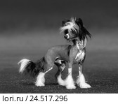 Собака породы Китайская хохлатая голая. Черно-белая фотография. Стоковое фото, фотограф Абрамова Ксения / Фотобанк Лори