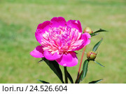 Пион ярко-розовый (Paeonia) Стоковое фото, фотограф Алёшина Оксана / Фотобанк Лори