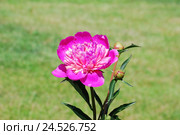 Пион ярко-розовый (Paeonia) Стоковое фото, фотограф Алёшина Оксана / Фотобанк Лори