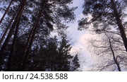 Сосновые кроны. Стоковое видео, видеограф Евгений Пузаков / Фотобанк Лори