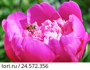 Пчела на ярко-розовом пионе (Paeonia) Стоковое фото, фотограф Алёшина Оксана / Фотобанк Лори