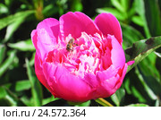 Пчела (Apis mellifera) на ярко-розовом пионе (Paeonia) Стоковое фото, фотограф Алёшина Оксана / Фотобанк Лори