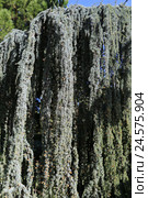 Кедр Атласский ( Cedrus Atlantica) Стоковое фото, фотограф Яна Королёва / Фотобанк Лори