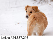 Беспородный рыжий щенок на снегу оглядывается назад. Стоковое фото, фотограф Александр Цуркан / Фотобанк Лори