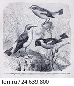1) Попутчикъ (Saxicola oenanthe), 2) Чекканчикъ луговой (Pratincola rubetra), 3) Чекканчикъ чернохвостый (Pratincola rubecola) - рисунок из книги А. Брэма "Жизнь животных", 1896 г. Стоковая иллюстрация, иллюстратор Вера Смолянинова / Фотобанк Лори