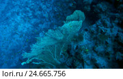 School of fish Sea goldie - Pseudanthias squamipinnis float above gorgonian seafan - Gorgonia flabellum (top view) Стоковое видео, видеограф Некрасов Андрей / Фотобанк Лори