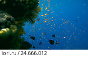 School of fish a bright orange Sea goldie - Pseudanthias squamipinnis turned over coral reef in blue water. Стоковое видео, видеограф Некрасов Андрей / Фотобанк Лори