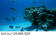 School of fish a bright orange Sea goldie - Pseudanthias squamipinnis over coral reef in blue water. Стоковое видео, видеограф Некрасов Андрей / Фотобанк Лори