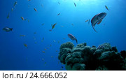 School of fish a bright orange Sea goldie - Pseudanthias squamipinnis swims over a coral reef in clear blue water. Стоковое видео, видеограф Некрасов Андрей / Фотобанк Лори