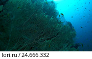 School of fish a bright orange Sea goldie - Pseudanthias squamipinnis floats near gorgonian seafan - Gorgonia flabellum. Стоковое видео, видеограф Некрасов Андрей / Фотобанк Лори