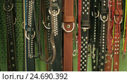 Dog leashes in a pet tool market. Стоковое видео, видеограф Илья Шаматура / Фотобанк Лори