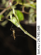 Комар-долгоножка, или карамора (лат. Tipulidae) из семейства двукрылых насекомых подотряда длинноусых (Nematocera) сидит на молодом побеге клематиса (лат. Clematis) Стоковое фото, фотограф Наталья Гармашева / Фотобанк Лори
